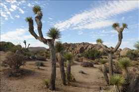 Joshua Tree NP